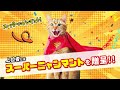 保護猫を救え！コメリ『スーパーニャンキャンペーン２』（チャチャ篇）