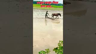 আজব ঘোড়া দিয়ে মই দেওয়া |#farming #agriculture #shortvideo #2023new #horsevideo