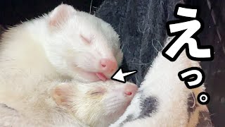 Unusual ferret sleep phase