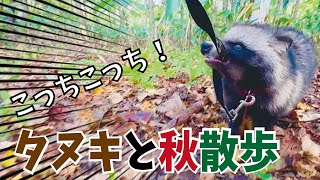 タヌキも焦った！タヌキに招かれて秋の森探検！