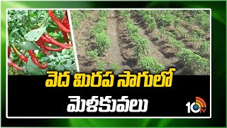 వెద మిర‌ప సాగులో మెళ‌కువ‌లు | Techniques in Vedic Chili Cultivation | Matti Manishi | 10TV News