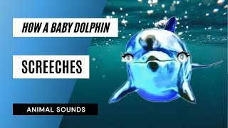 How A  Baby Dolphin Screeches - the incredible shrieking baby - screeching baby