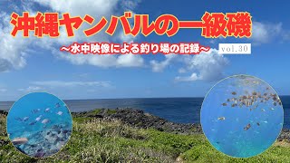 【沖縄水中映像】沖縄ヤンバルの一級磯クイシ！【沖縄釣り】