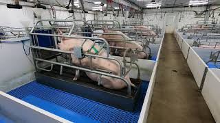 Excellent indoor farrowing. Safety of pigs.