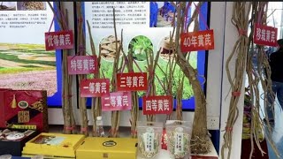 参观杨凌农高会，想看种植技术发展有多快看这些黄芪你就知道