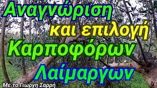 Κλάδεμα ελιάς. Βλάστηση- Διαχείριση- Επιλογή Καρποφόρων λαιμάργων- Έλεγχος Καρποφοριας