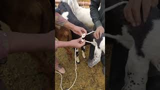 Make knot for tying the goat