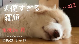 ボーダーコリー子犬生後2ヶ月　天使すぎる寝顔　お昼寝