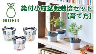 染付小紋盆栽栽培セット