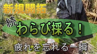 続続・新規ちょい山巡り　疲れを忘れた一瞬！わらび採る！山菜シーズン　初覗き002-2