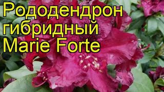 Рододендрон гибридный Мари Форте. Краткий обзор, описание характеристик rhododendron Marie Forte