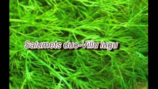 Salumets duo- villu lugu