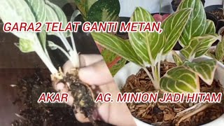 GARA2 TELAT GANTI MEDIA TANAM, AKAR AGLAONEMA MINION JADI MENGHITAM