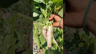 Radish harvesting fresh from farm #radish #harvesting #farm #ytshorts #shorts