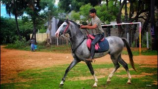 குதிரை  ஏறுசவாரி | HORSE RIDING | MADURAI