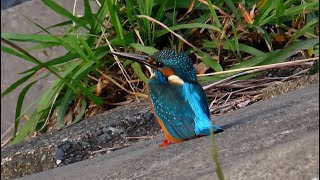 カワセミ狛江地区お父さん 2024 11 14 #カワセミ #野鳥 #birds #wildlife #nature #自然観察ぶらり散歩