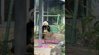 北京動物園 鼎鼎大名的 萌蘭🐼❤️🐼