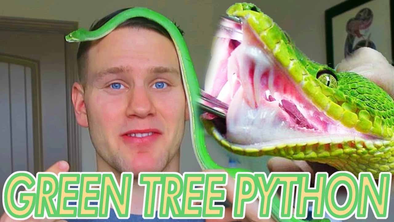 Can I Hold My Green Tree Python Youtube