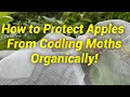 Codling Moth-Free Apples How To: No Spray, Organic Protection