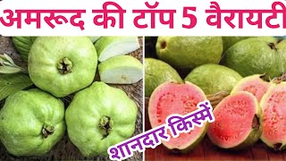 Top 5 varieties of guava. Top 5 Varieties of Guava. Top 5 Variety of Guava. Guava cultivation.Pink Guvava