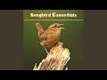 Serenity (Relaxing Sounds)