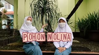 Klasifikasi Pohon Nolina