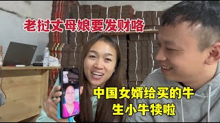 老挝丈母娘发财咯，中国女婿买的牛生了：生活越过越好