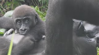 Tayari mom hugs Gorilla baby Jabali and breastfeeds.Stimulates urination.5/10 2021-9-16 1507