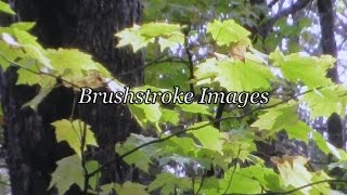 Quick Tip 97 - Brushstoke Images