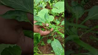 Hybrid chilli #gardeningideas #rooftopgarden #rooftopgarden