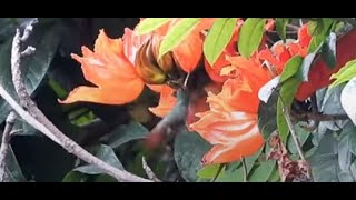 Rufous-tailed Hummingbird   4K