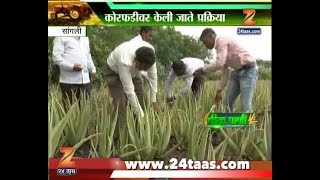 Peekpani | Sangli | Farmer Moved To Aloe Vera Farming Leaving Traditional Farming Behind