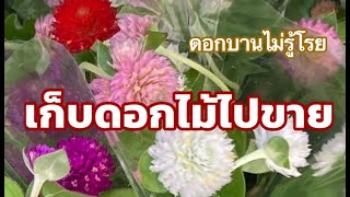 เก็บดอกไม้ไปขาย ดอกบานไม่รู้โรย　…ชุดผลิตดอกไม้ (43)