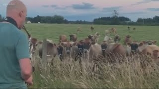 McMinnville man goes viral for cow serenade