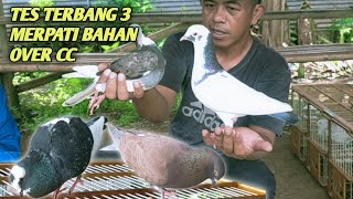 TES TERBANG TIGA MERPATI BAHAN KOLONG BEBAS SUPER JOS