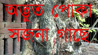 অদ্ভুত পোকা সজনা গাছে|Strange Insect on Sajna Tree| Fearful Harmless Poka | Hideous Insect |Grotesq|