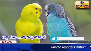 బుల్లి గువ్వా. ఎక్కడమ్మ నీ సవ్వడి / World Birds Day ||#ROJTAKTV#RTTV