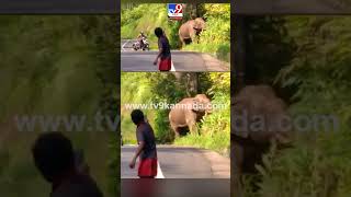 ಕಾಡಾನೆ ಜೊತೆ ಸೆಲ್ಫಿ ಕ್ರೇಜ್! | #Tv9kannadashorts #Elephant