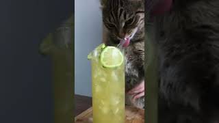 Cool lime🍋🧊😻Evde cool lime  #asmr #shorts #yummy #cat #lime #starbuck #lemon