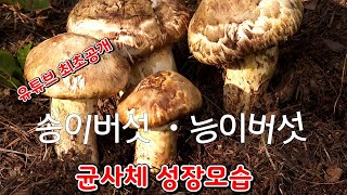 송이버섯 ㆍ능이버섯 균사체 성장모습