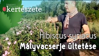 Hibiscus syriacus - Kerti mályvacserje ültetése - Megyeri Szabolcs növény házhoz szállítás Győr