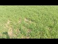 wheat best fertilizer plan how to make tillers in wheat gandum k shagofay use of npk in wheat