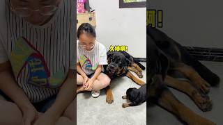 一坨想亲近小坨，母老虎百般阻挠。 #罗威纳护卫犬 #rottweiler #罗威纳 #萌宠 #一坨 #pets #向威 #萌寵 #犬舍