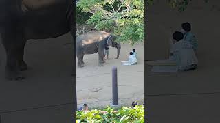 士★④インドゾウ・印度象・リュウカちゃん★indian_Elephant・・・沖縄こどもの国・Okinawa Zoo \u0026 Museum(20211101)