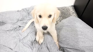 しょぼんと落ち込んでしまったゴールデンレトリバーの子犬ティト。