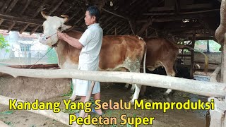 Kandang Yang Selalu Memproduksi Pedetan Super, Bobonya Juga Memang Bagus