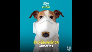 สัตว์เลี้ยงติดโควิดได้หรือเปล่า I Now You Know