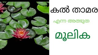 #arabicmandramedia#ayurvedic medicine, kal tamara ,കൽ താമര