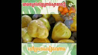 រោងចក្រផលិតគ្រាប់ស្វាយចន្ទីនៅប្រទេសវៀតណាមធំមែនទែនEp.71👇 https://www.facebook.com/tum0888735857