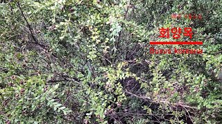 30초 식물도감-회양목 (Buxus koreana)